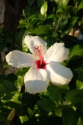  fleur d'Hybiscus